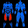 Programme de Body Fitness
