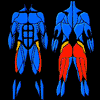 Programme de Body Fitness