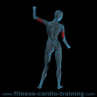 Anatomie muscles