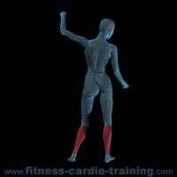 Anatomie muscles