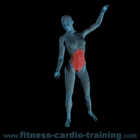 Anatomie muscles