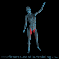 Anatomie muscles