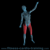 Anatomie muscles