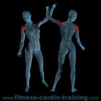 Anatomie muscles
