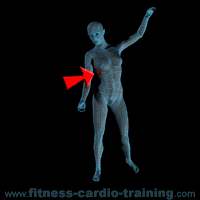 Anatomie muscles