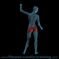 Anatomie muscles