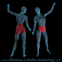 Anatomie muscles