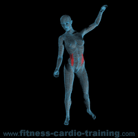 Anatomie muscles
