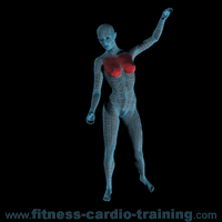 Anatomie muscles