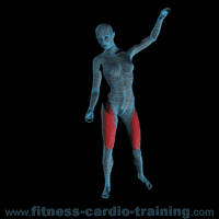 Anatomie muscles