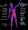 Anatomie muscles