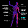 Anatomie muscles