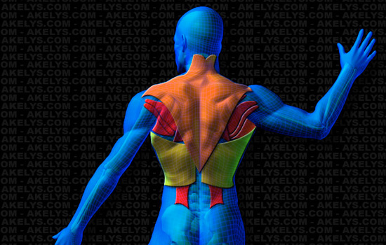 Anatomie des Muscles du Dos : Muscles et faiseaux musculaires